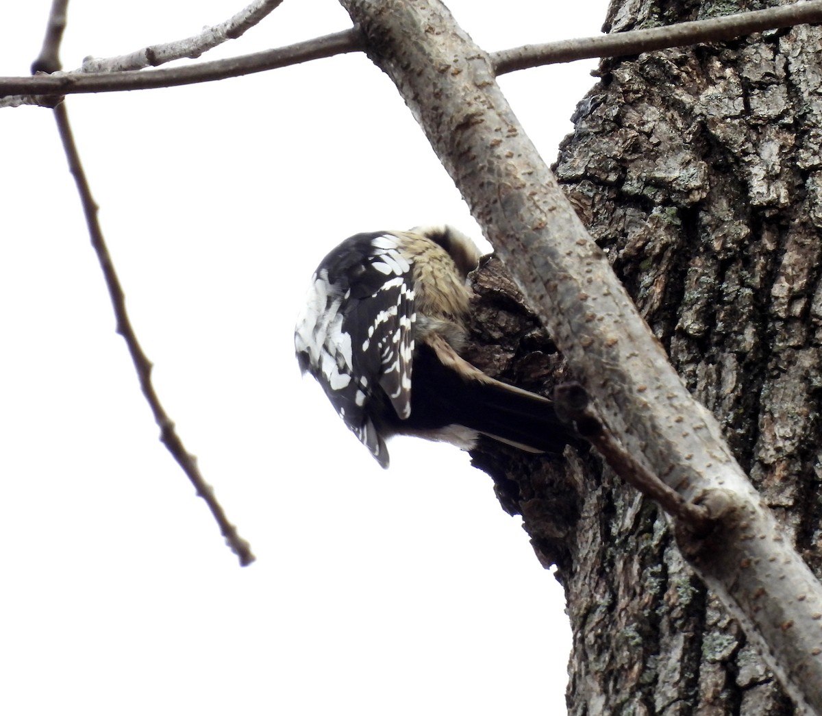 Grauscheitelspecht - ML646736088