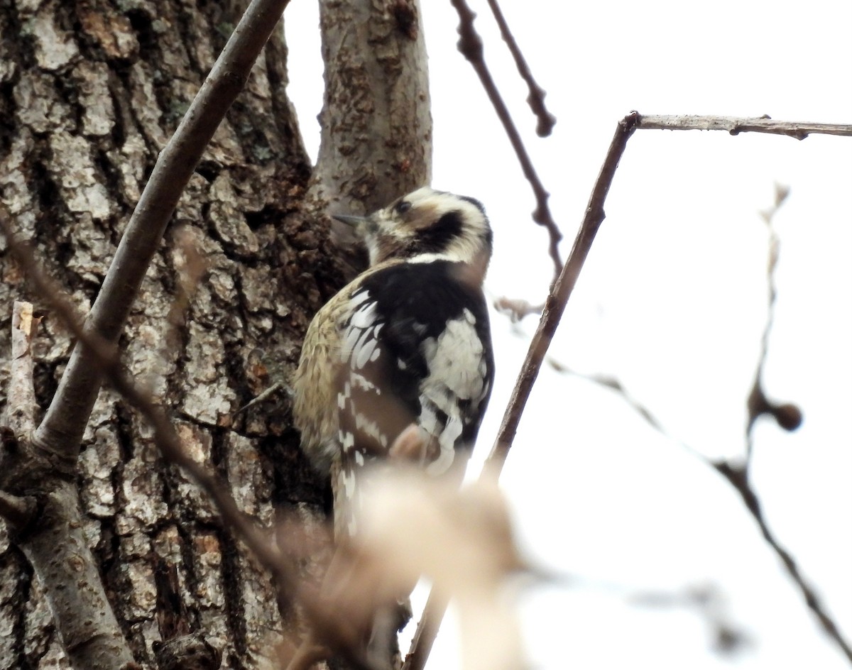 Grauscheitelspecht - ML646736089