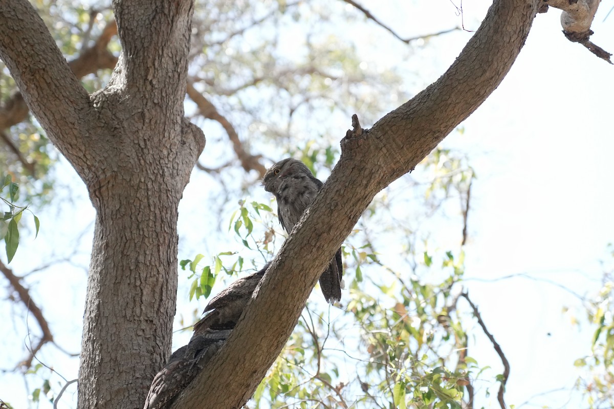 Tawny Frogmouth - ML646736090