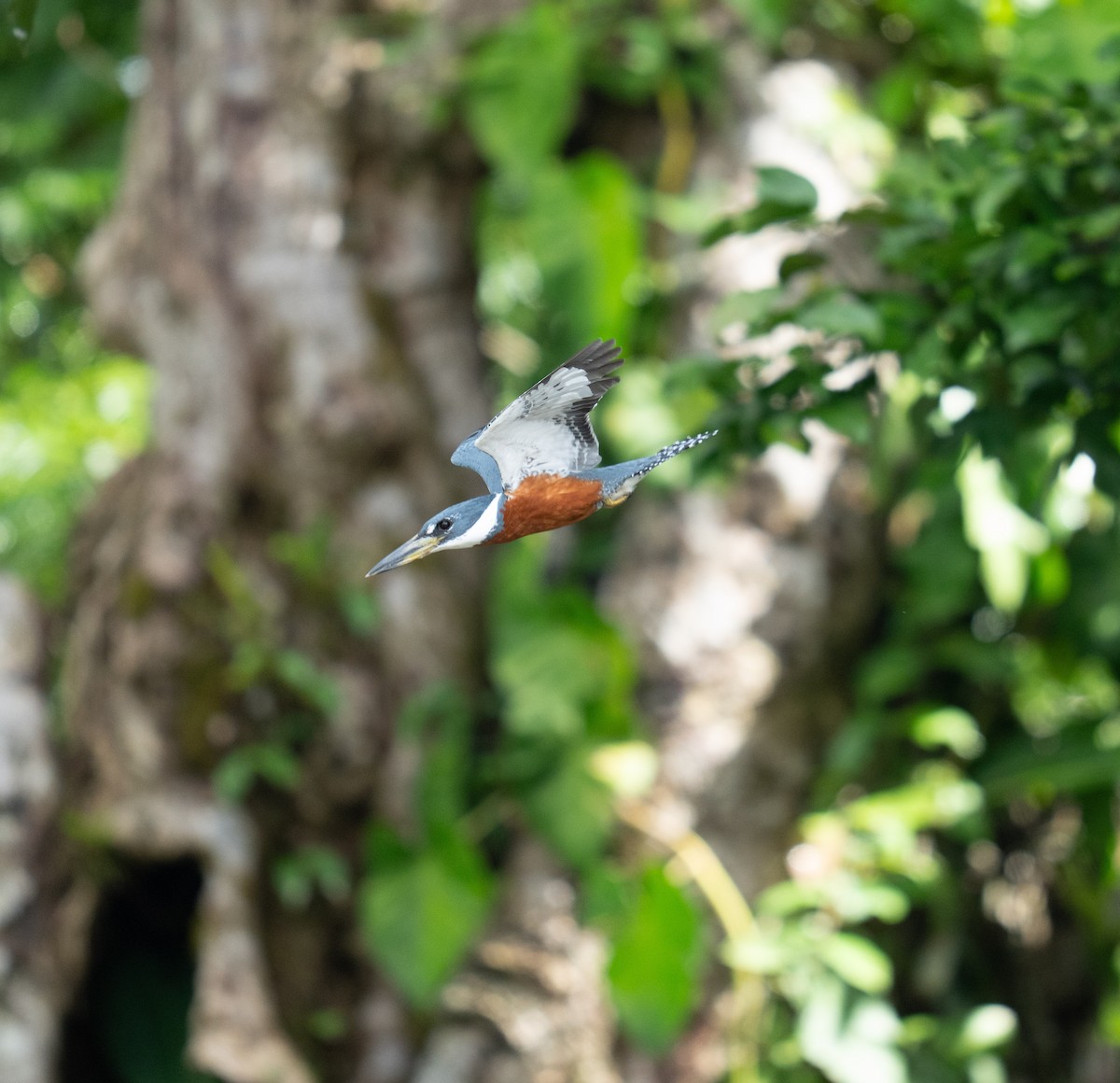 Ringed Kingfisher - ML646736091
