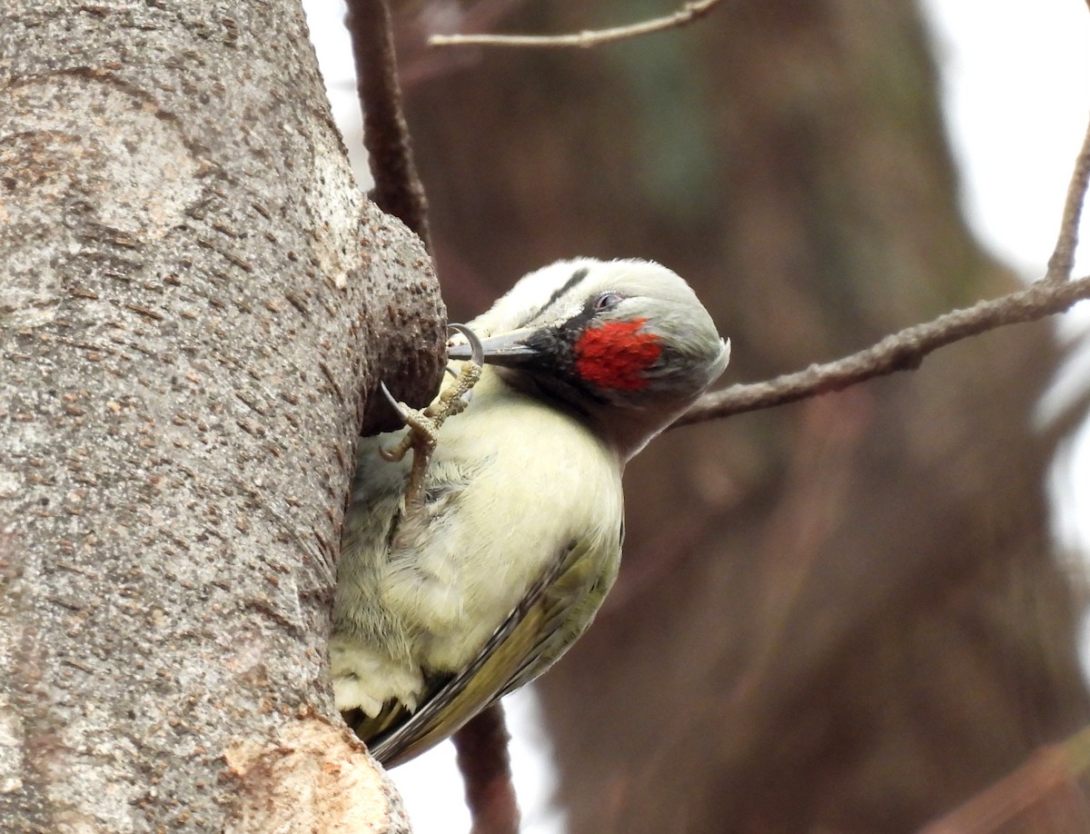 Grauspecht - ML646736092