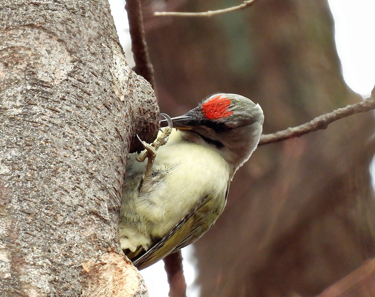 Grauspecht - ML646736093