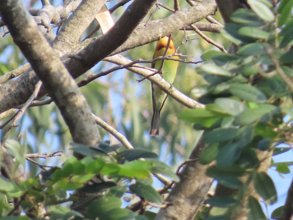 Chestnut-headed Bee-eater - ML646736094