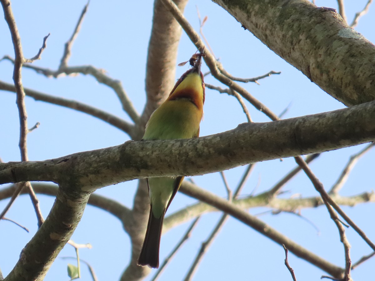 Chestnut-headed Bee-eater - ML646736096