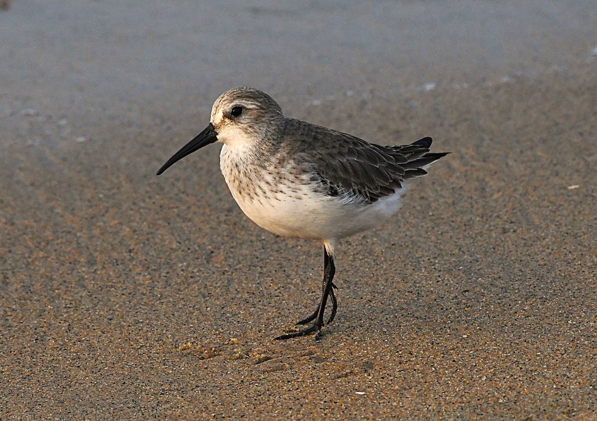 myrsnipe - ML646736097