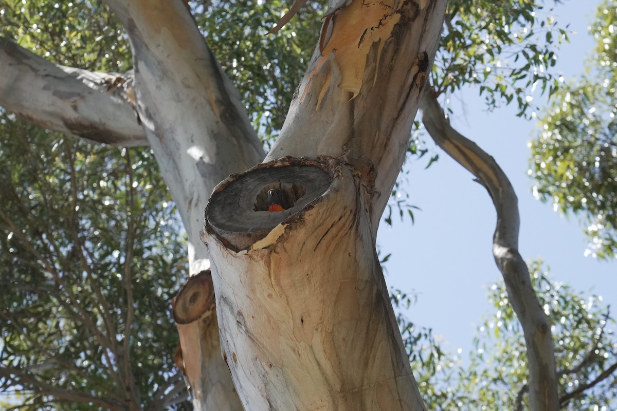 彩虹吸蜜鸚鵡 - ML646736098