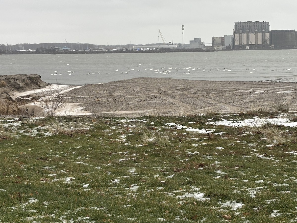 Лебідь чорнодзьобий - ML646736102