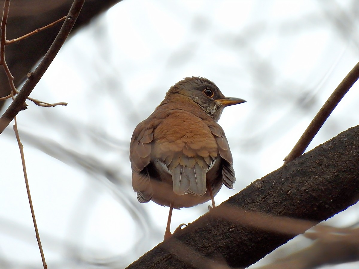 Fahldrossel - ML646736105