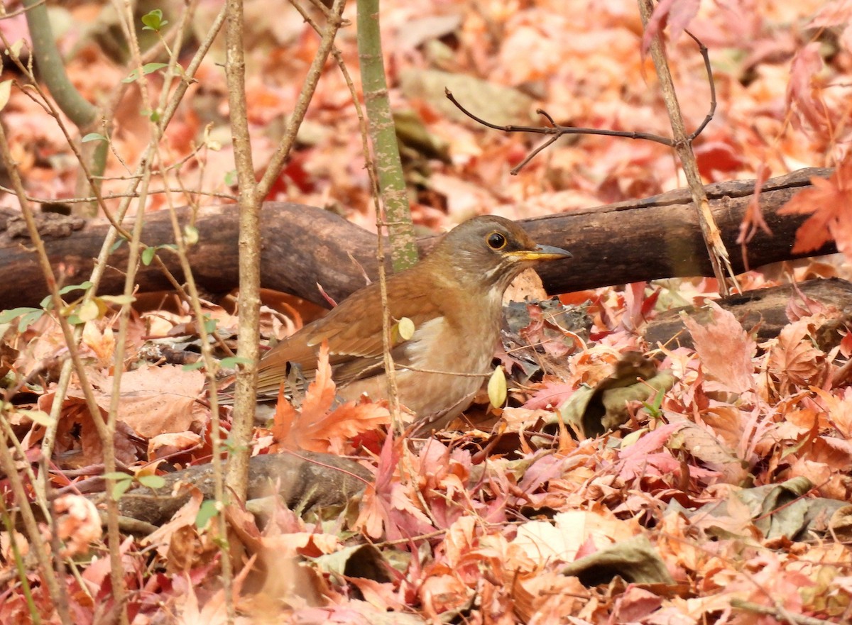 Fahldrossel - ML646736106