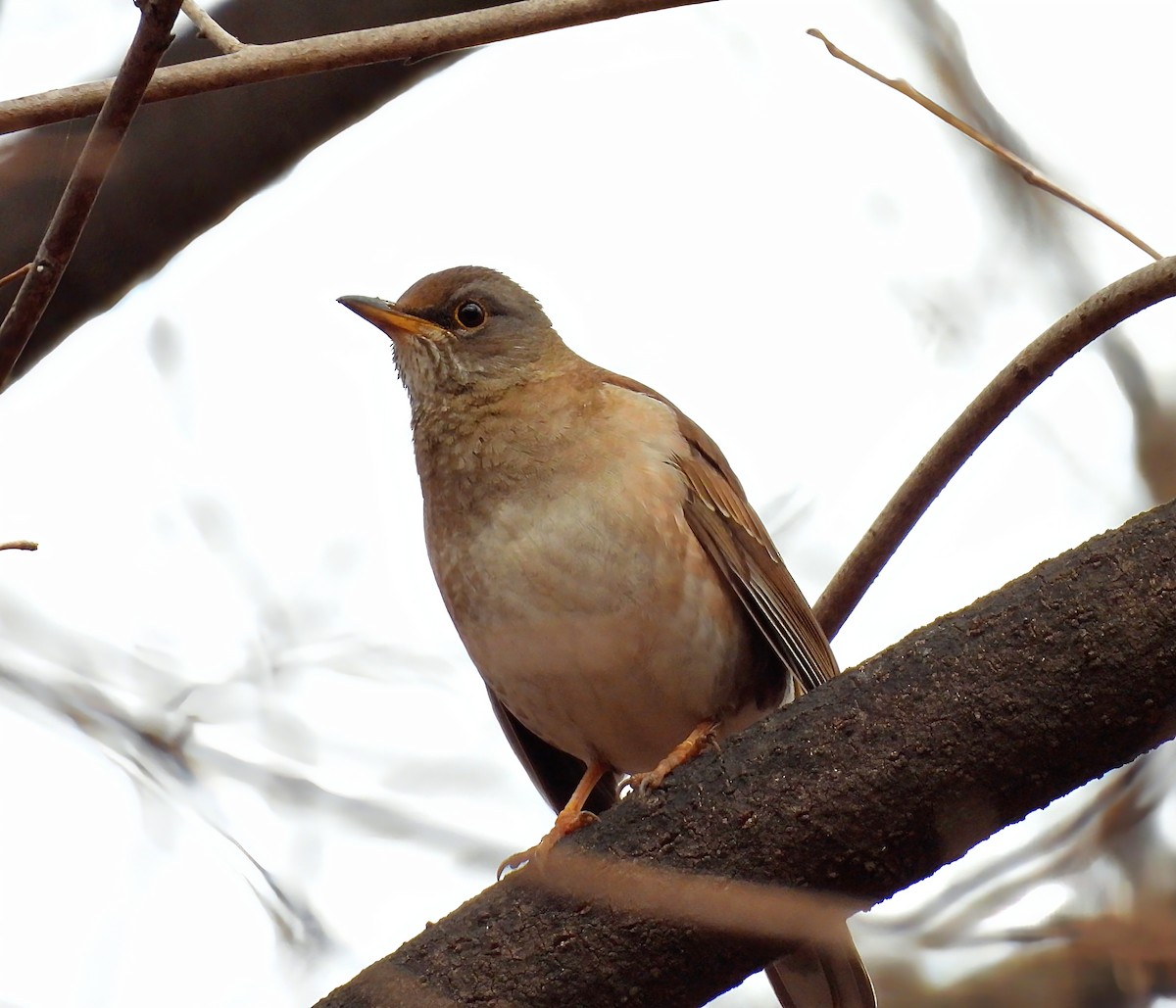 Fahldrossel - ML646736107