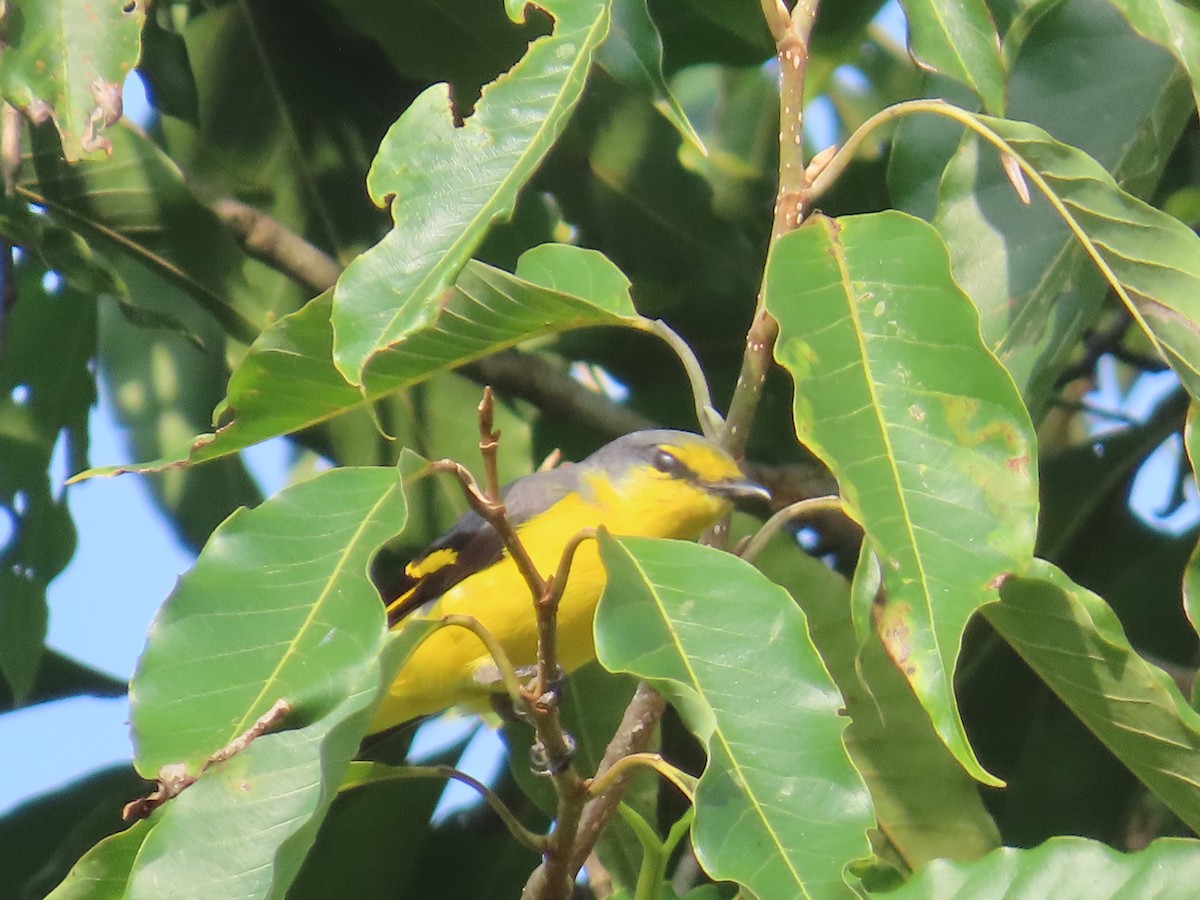 Orange Minivet - ML646736108