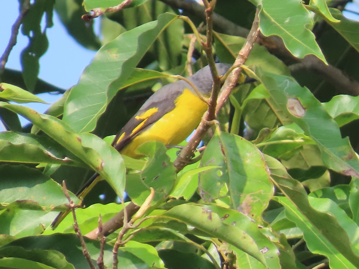 Orange Minivet - ML646736109