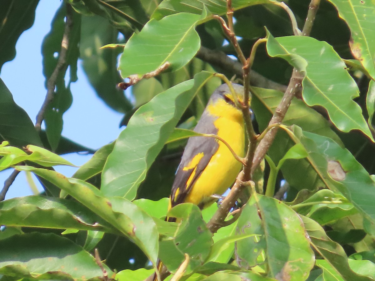 Orange Minivet - ML646736110