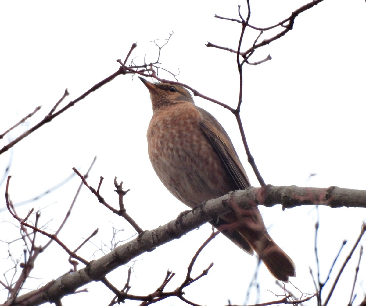 Rostschwanzdrossel - ML646736111