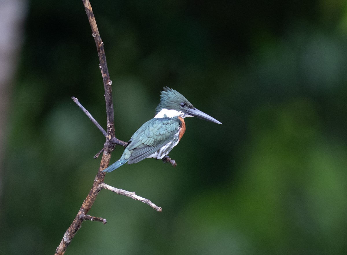 Amazon Kingfisher - ML646736112
