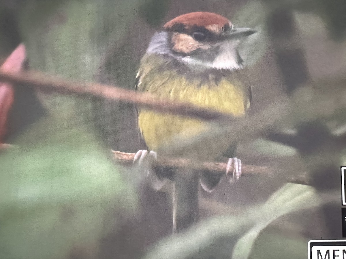 Todirostre bariolé - ML646736113