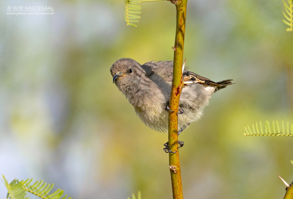 Dusky Sunbird - ML646736115