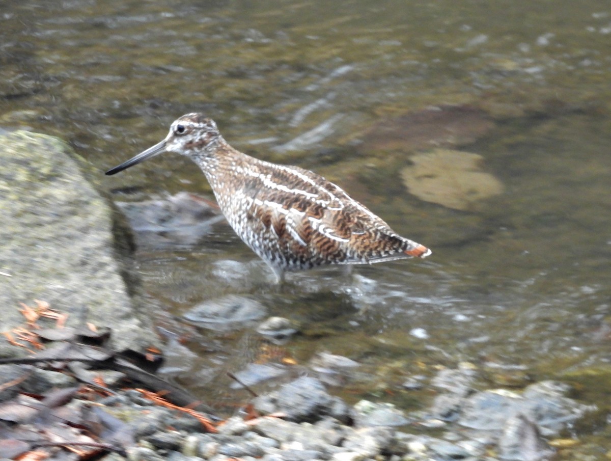 Einsiedlerbekassine - ML646736118