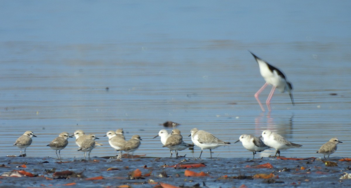 Snowy Plover - ML646736120