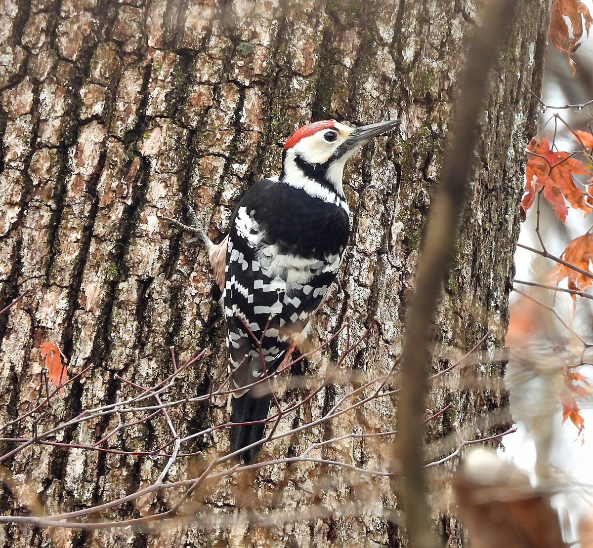 Weißrückenspecht - ML646736123