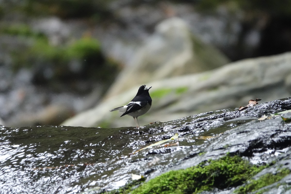 Énicure nain - ML646736124