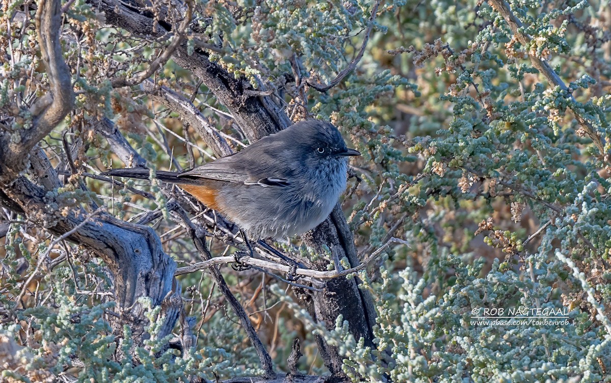 Chestnut-vented Warbler - ML646736126