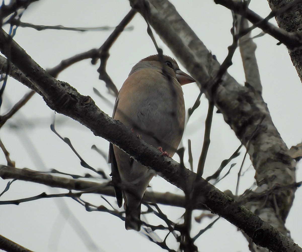 Kernbeißer - ML646736128