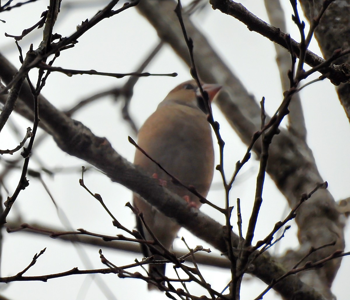 Kernbeißer - ML646736129