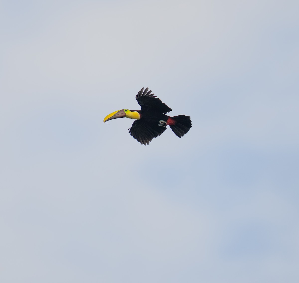Yellow-throated Toucan - ML646736130