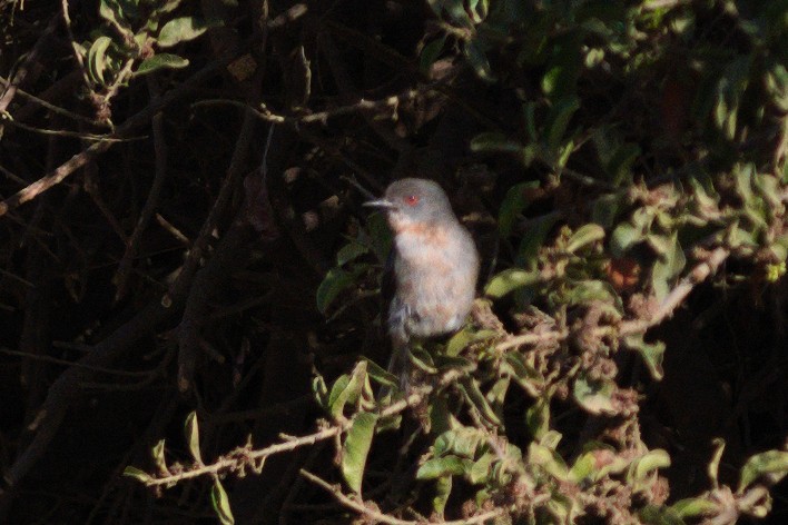 Fire-eyed Diucon - ML646736131