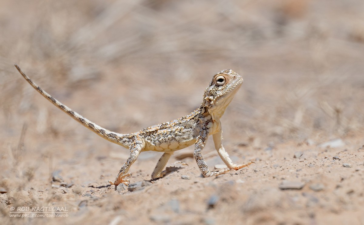 Common Spiny Agama - ML646736133