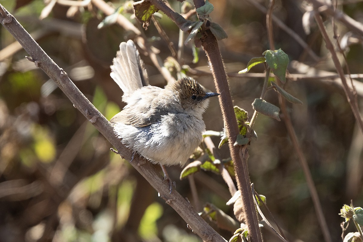 Hunter's Cisticola - ML646736151
