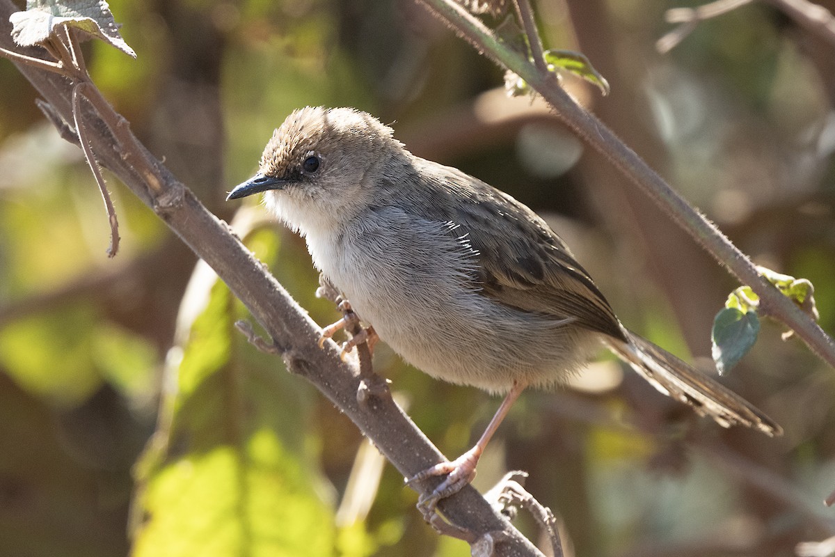 Hunter's Cisticola - ML646736152