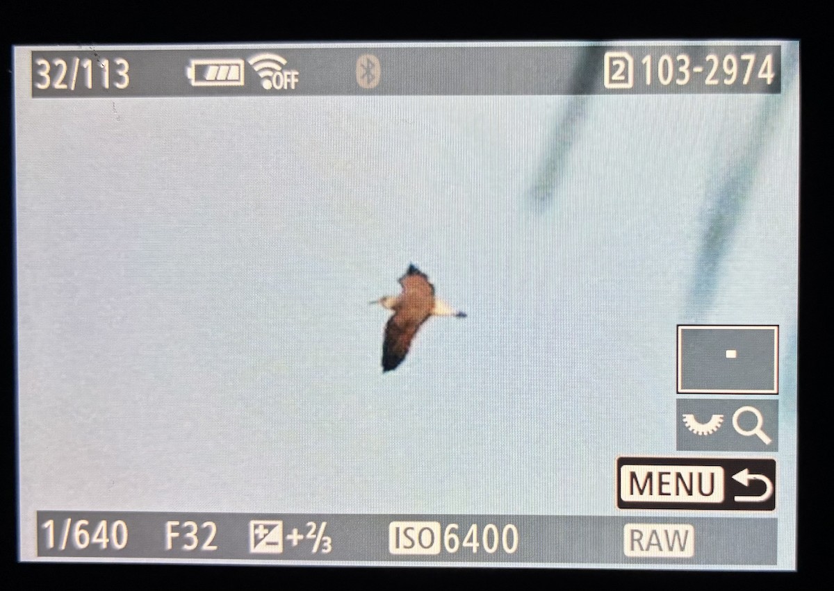 Lesser Black-backed Gull - ML646736153