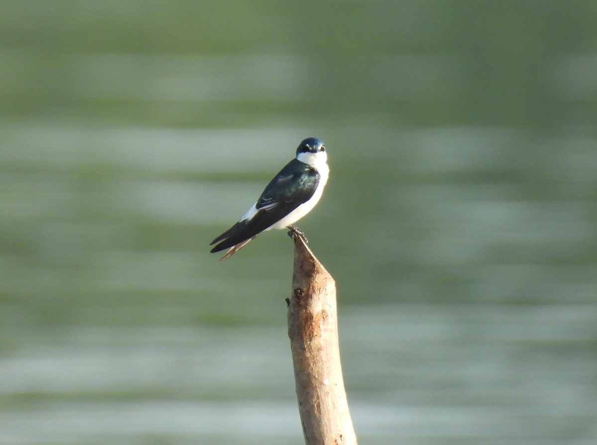 Mangrove Swallow - ML646736154
