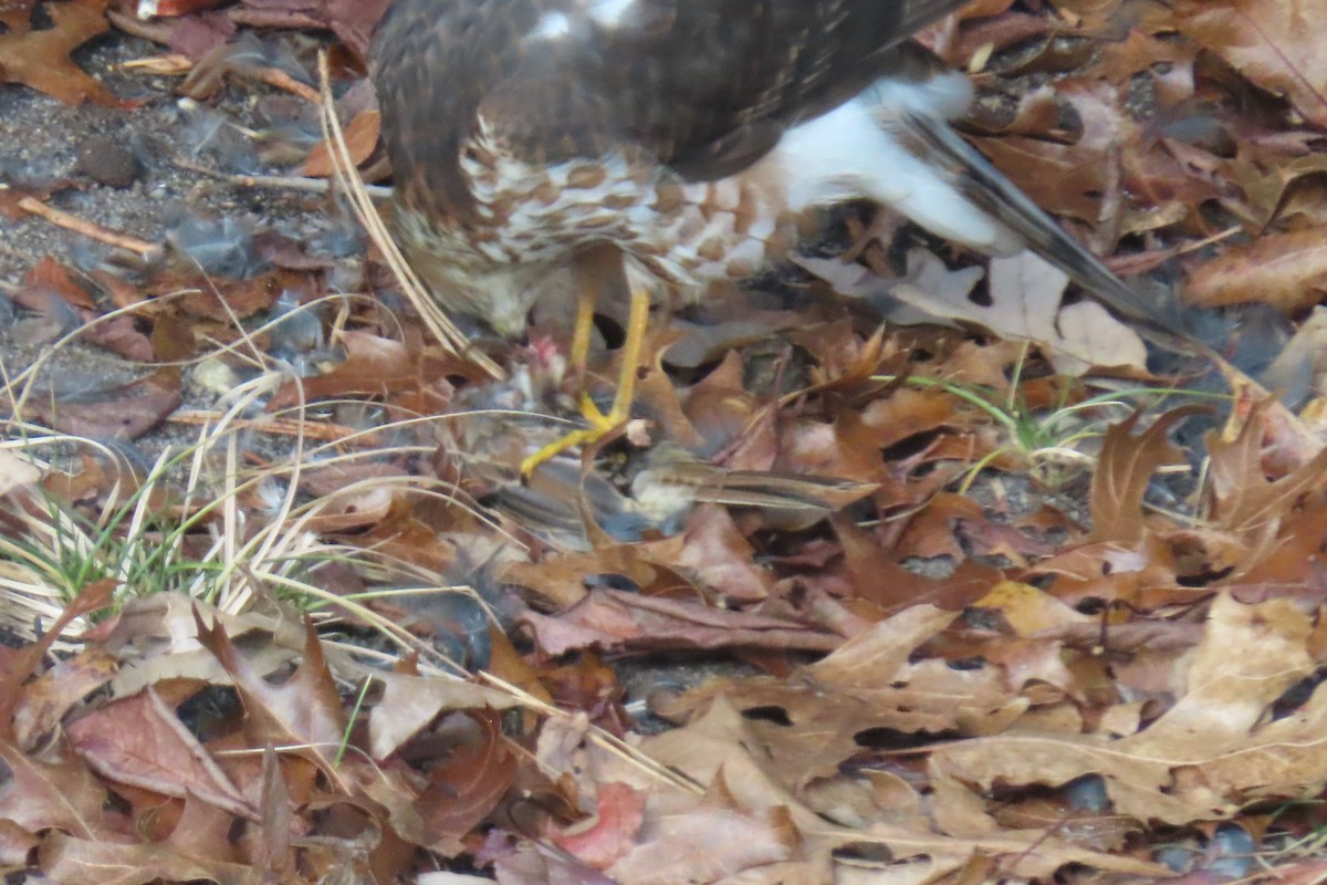 アシボソハイタカ - ML646736157