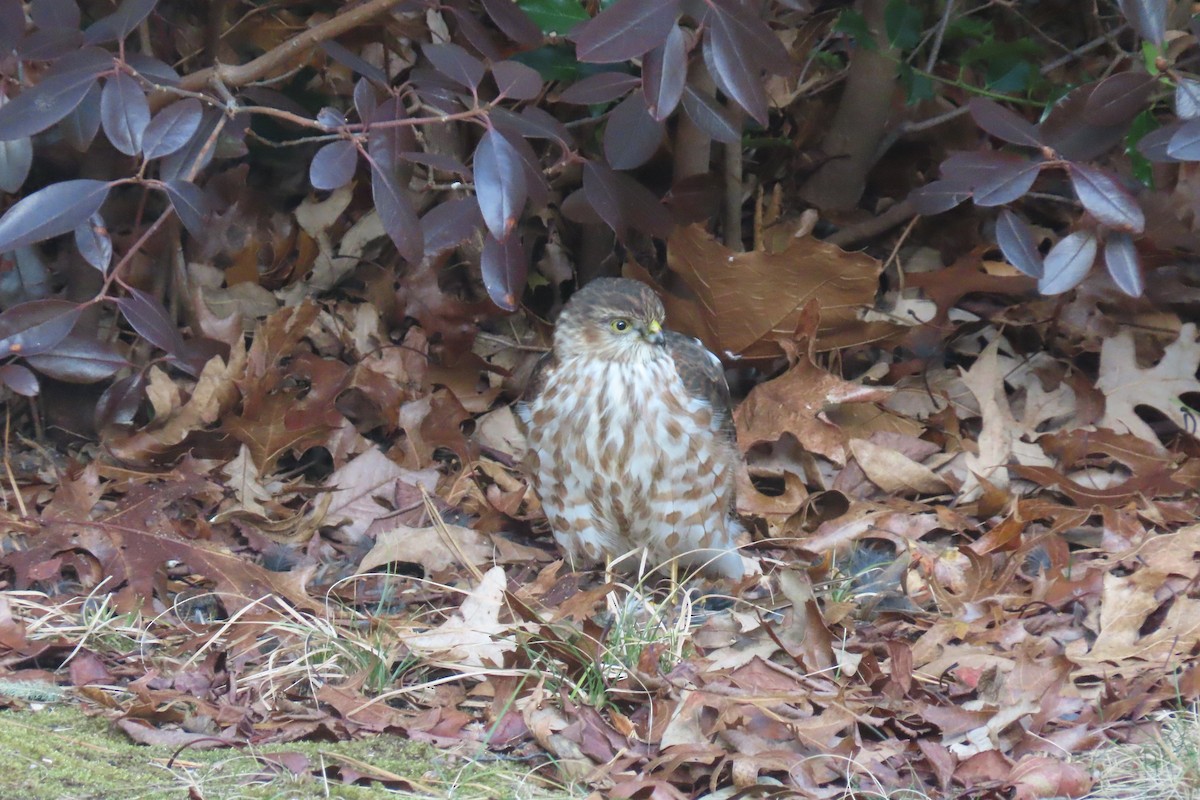 アシボソハイタカ - ML646736158