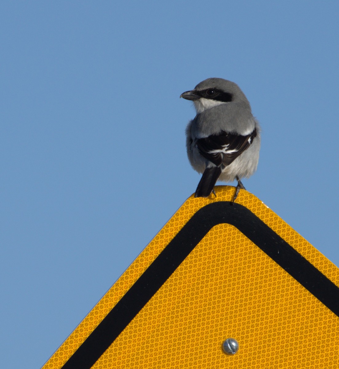 Loggerhead Shrike - ML646736159