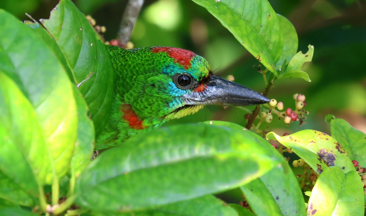 Бородастик червоногорлий - ML646736168