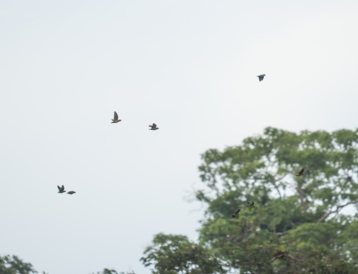 Brown-hooded Parrot - ML646736170