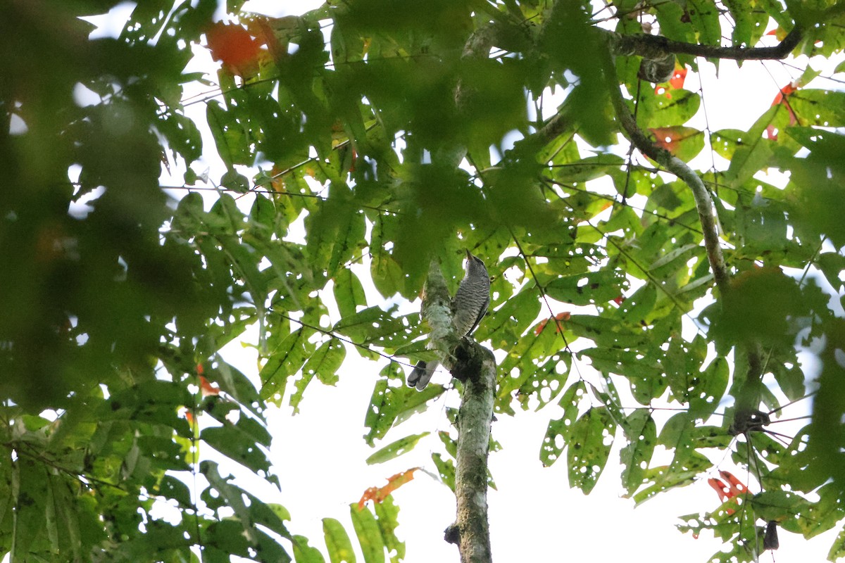 svarthodelarveeter - ML646736171