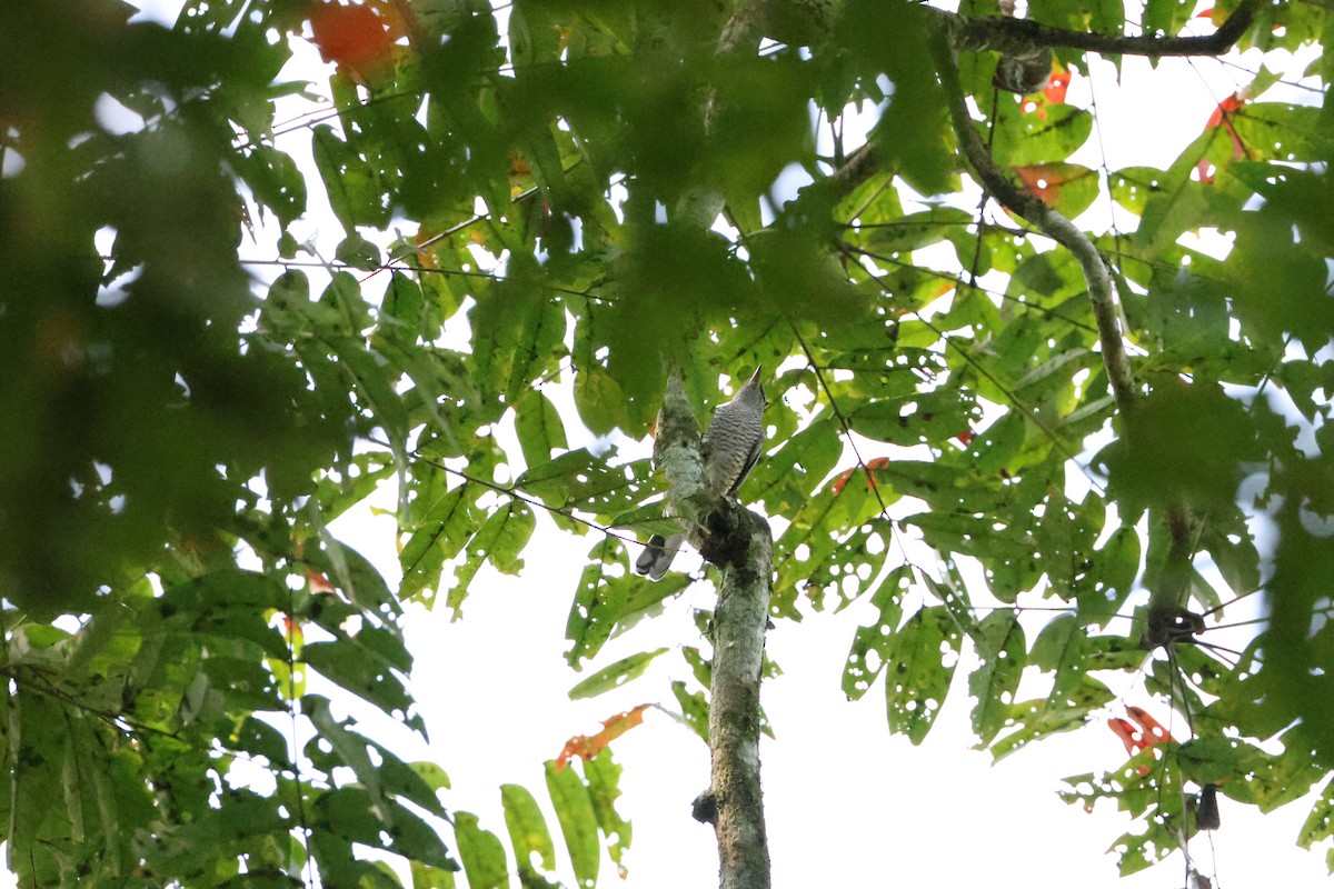 svarthodelarveeter - ML646736172