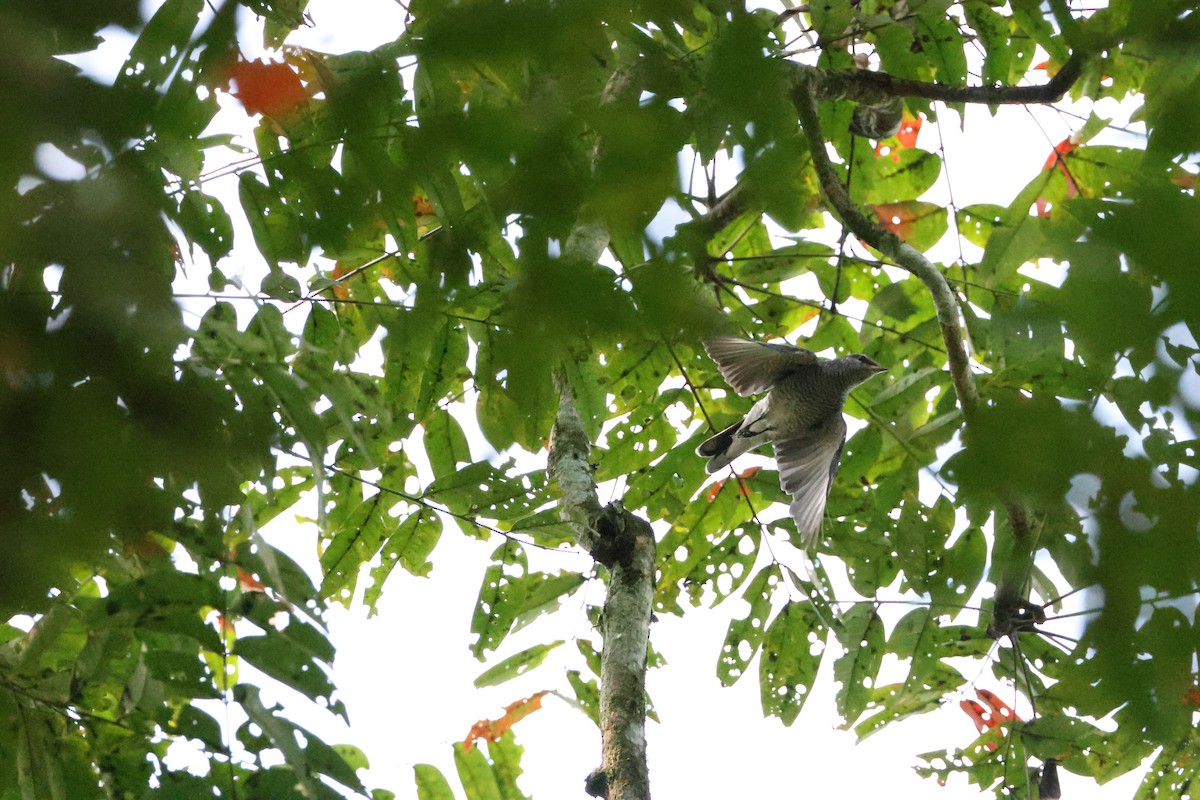 svarthodelarveeter - ML646736173