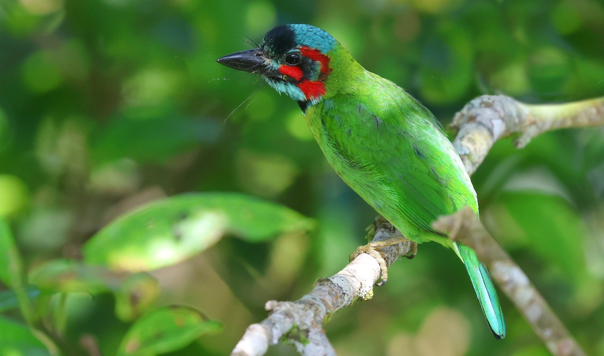 Black-eared Barbet - ML646736175