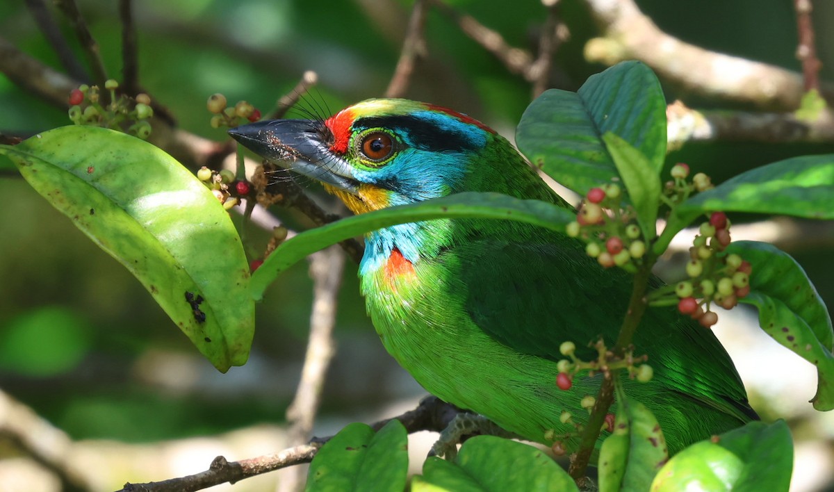 Бородастик чорнобровий - ML646736183