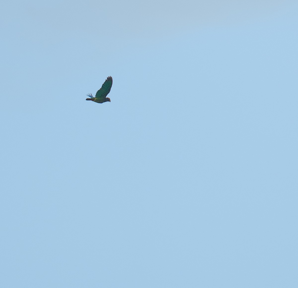 White-crowned Parrot - ML646736188