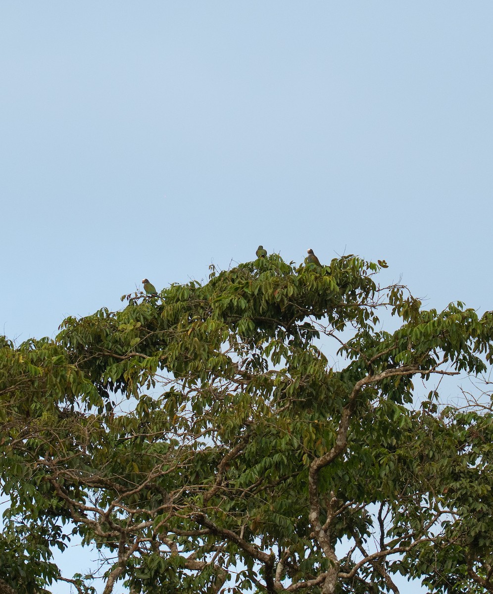 White-crowned Parrot - ML646736189