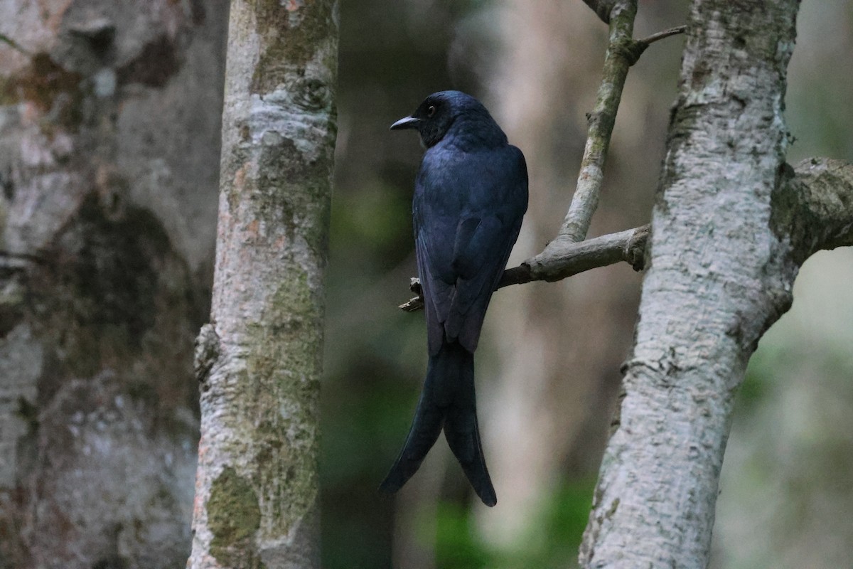 drongo černý - ML646736216