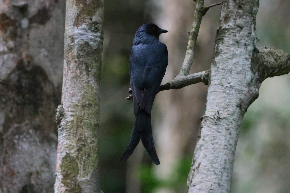 drongo černý - ML646736217