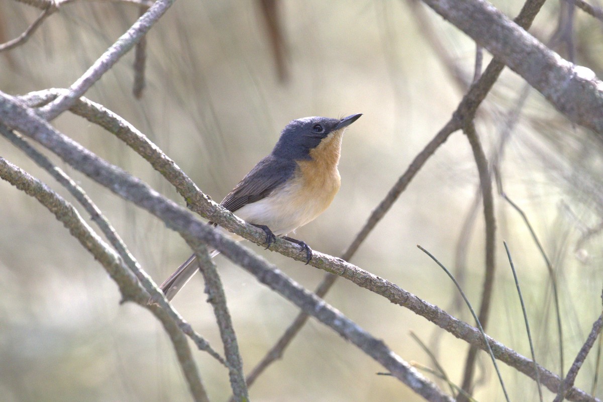 Leaden Flycatcher - ML646736218